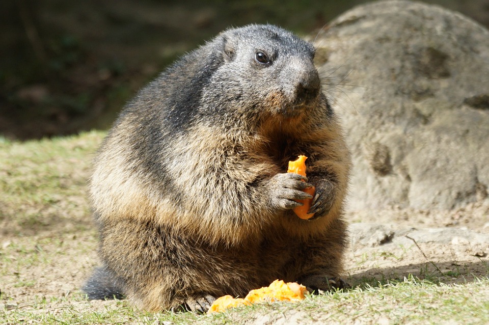 Marmota comiendo para hibernar - La Tienda Home